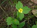 Spreading Buttercup