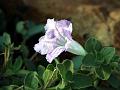 Spreading Ruellia