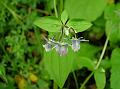 Spurred Gentian