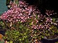 Stained Glass Begonia