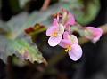 Star Begonia