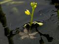 Star Bladderwort