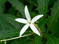 Star of Bethlehem