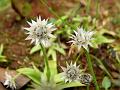 Starry Pipewort