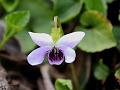 Stemless Pink Violet