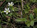 Sticky Chickweed