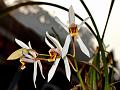 Sticky Coelogyne