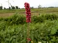 Sticky Knotweed