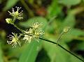 Sticky Stitchwort