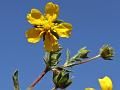 Strawberry Cinquefoil