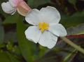 Striped Begonia