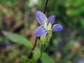 Swamp Gentian