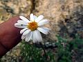 Swaying Himalayan Aster