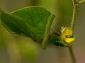 Sweet-Scented Snoutbean