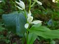 Sword Leaved Helleborine