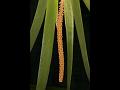 Sword-Leaf Oberonia