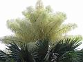 Talipot Palm