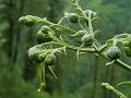 Tall Figwort