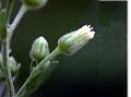 Tall Fleabane