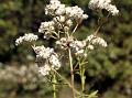 Tall Pearly Everlasting