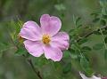 Tall Wild Rose