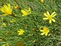 Tangled Hawksbeard