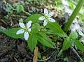 Tender Alpine-Sandwort