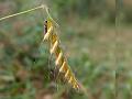 Tender Finger Grass