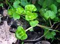 Tender Golden-Saxifrage