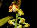 Tender Leaf Closed-Mouth Orchid