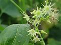 Tender Ray-Flower Gourd