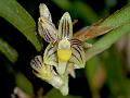 Thai Horn-Lip Orchid