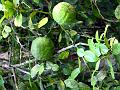 Thai Lime