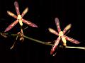 Thick-Lip Spider Orchid