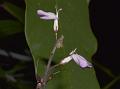 Thin-Flower False Eranthemum