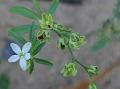 Three-Leaf Carpetweed