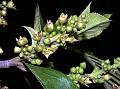 Three-Lobed Buckthorn