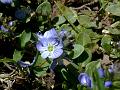 Thyme Speedwell