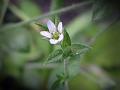 Thyme-Leaved Sandwort