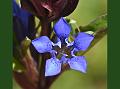 Tian-Shan Gentian