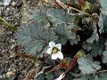 Tibetan Alpine-Geranium