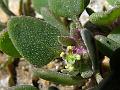 Tibetan Goosefoot