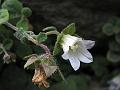 Tibetan Pale Bellflower