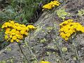 Tibetan Tansy