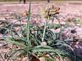 Tight-Head Sedge