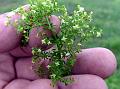 Tiny Bedstraw