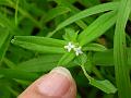Tiny Buttonweed