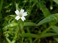 Tiny Chickweed