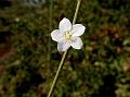 Tiny Flower Hibiscus