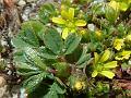 Tiny Hairy Cinquefoil